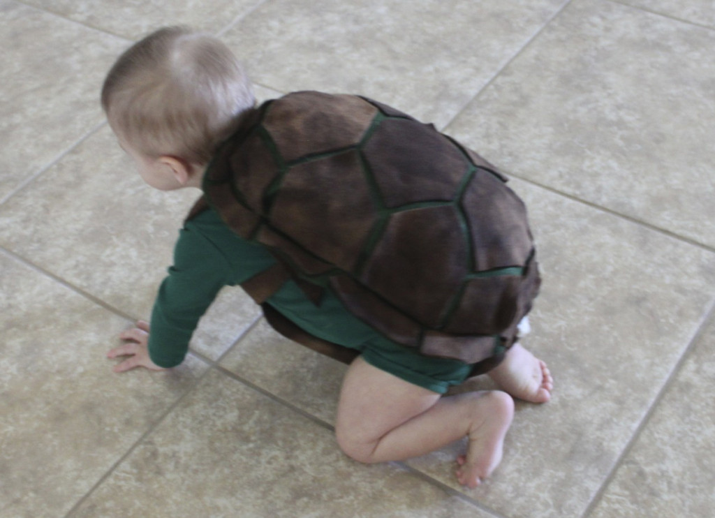 turtle gio